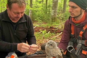 50 junge Waldkäuze im Nationalpark