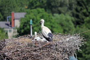 Großeinsatz für den Storchennachwuchs