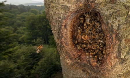 Wilde Honigbienen in unseren Wäldern