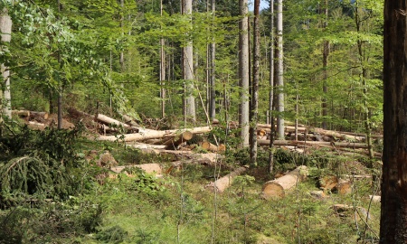 Nationalpark ist für die Borkenkäfersaison gerüstet
