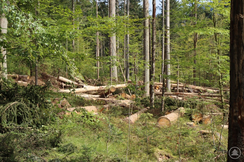 Debarking Harvester entrinden Fichten vor Ort. So kann das Totholz als wertvoller Lebensraum im Wald bleiben