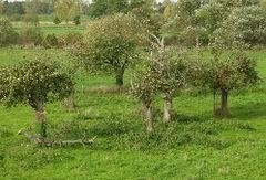 Flyer/Grafik zum Event: Obstbau mit Zukunft am Fr., 31.10.2025