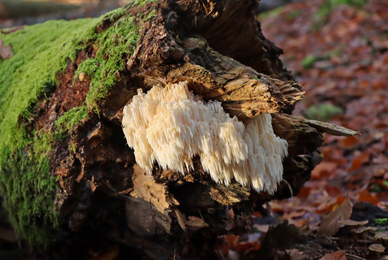 Flyer/Grafik zum Event: Nationalpark exklusiv 2026: Naturschutzmanagement mit Fokus auf Pilze am Sa., 07.02.2026 ab 10:00 Uhr
