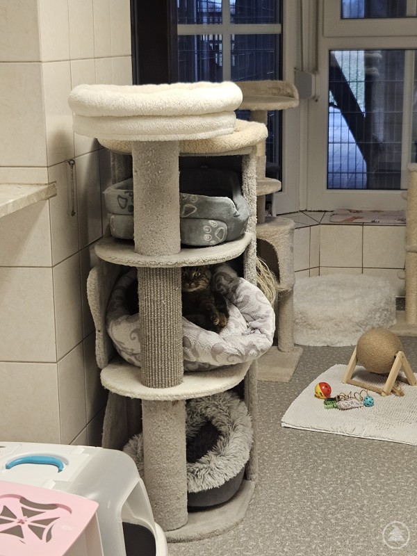 Entspannt können es die Katzen im Tierheim angehen. Eine Katze liegt gemütlich in einem weichen Körbchen auf einem mehrstöckigen Kratzbaum. Daneben befinden sich weiteres Katzenzubehör und Spielzeug in einem Innenraum.