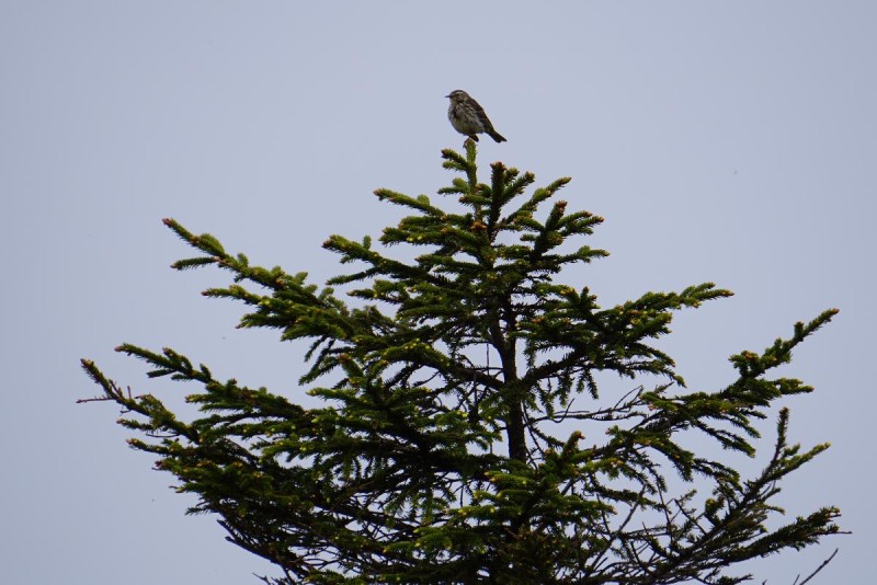 Flyer/Grafik zum Event: Vogelstimmenwanderung durch den frühlingshaften Arberwald am Sa., 16.05.2026 von 06:30 bis 10:30 Uhr