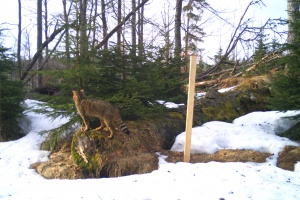 Wildtieren auf der Spur