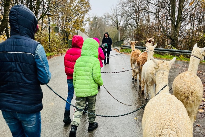 Auch der Regen nahm den Kindern die Begeisterung an der kleinen Alpakawanderung nicht.