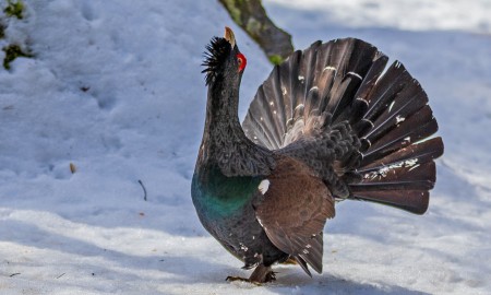 Keine Raketen und Böller im Nationalpark