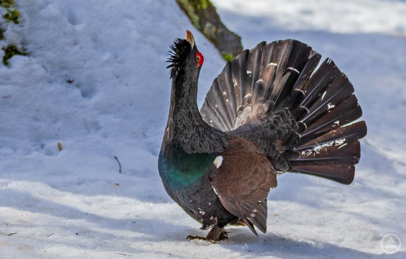 Nicht nur der Auerhahn wünscht sich einen ruhigen Start ins neue Jahr.