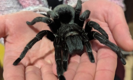 Insectophobie! Deutschlands größte mobile Spinnen- und Insektenausstellung zu Gast in Deggendorf