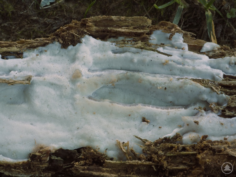 Skeletocutis stellae hingegen braucht alte Tannenstämme.