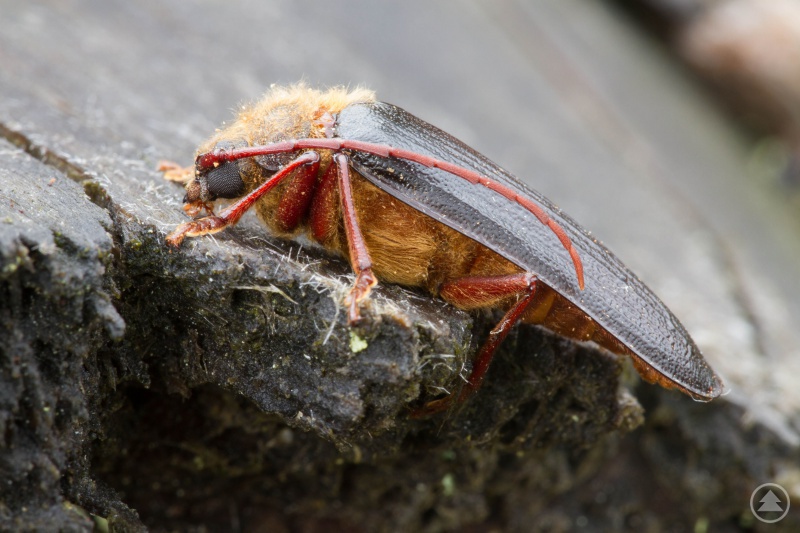 Der Zottenbock ist dank der jahrzehntelangen, natürlichen, vom Menschen unbeeinflussten Waldentwicklung im Nationalpark Bayerischer Wald wieder regelmäßig anzutreffen.