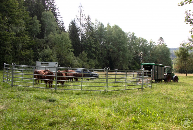 Von den saftigen Weiden bei Kreuzstraßl ging es für das Rote Höhenvieh auf den größten Schachten im Nationalpark, den Ruckowitzschachten.