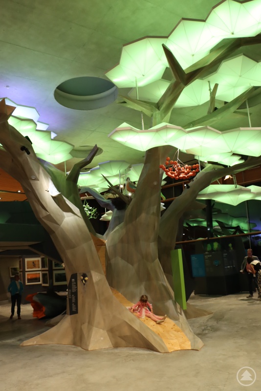 Zentrales Element der neuen Walddynamik-Dauerausstellung ist ein zweistöckiger Laubbaum, der mit LED-Technik beleuchtet wird.