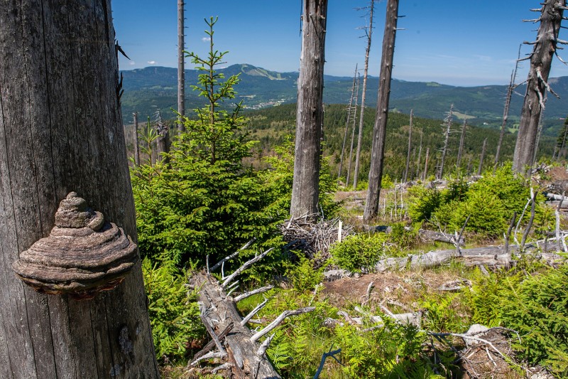 Flyer/Grafik zum Event: Grenzüberschreitende Tagestour auf den Polom 2025 am So., 10.08.2025 ab 10:00 Uhr