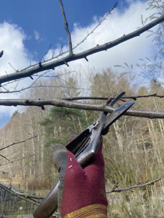 Flyer/Grafik zum Event: Obstbaumschnitt zum mitmachen - Praxiskurs am Sa., 14.03.2026 von 10:00 bis 13:00 Uhr