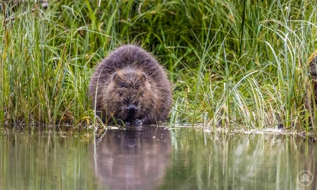Grenz&uuml;berschreitendes Projekt BioBeaver: Forscher untersuchen Einfluss des Bibers