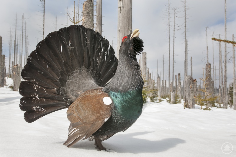 Werden Auerhähne oder -hennen in den Wintermonaten von Wanderern regelmäßig aufgeschreckt, können sie bei der Flucht so viel Energie verlieren, dass dies zu ihrem Tod führen kann.