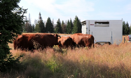 Rotes Höhenvieh erneut als Naturschutzhelfer im Einsatz
