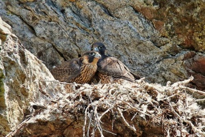 Drei junge Falken fliegen im Höllbachgespreng aus