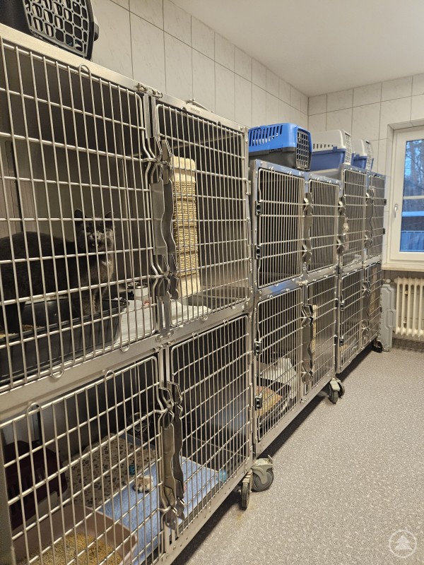 Die Katzenquarantäne- dringend notwendig um die anderen Tiere vor Krankheiten zu schützen. Mehrere Katzen sitzen in übereinander angeordneten Metallkäfigen in einem Innenraum. Die Umgebung wirkt wie ein Tierheim oder eine Tierarztstation, mit Transportboxen oben auf den Käfigen und einem Fenster im Hintergrund.