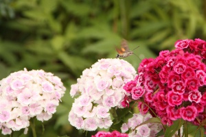 Großer Andrang bei den offenen Gärten