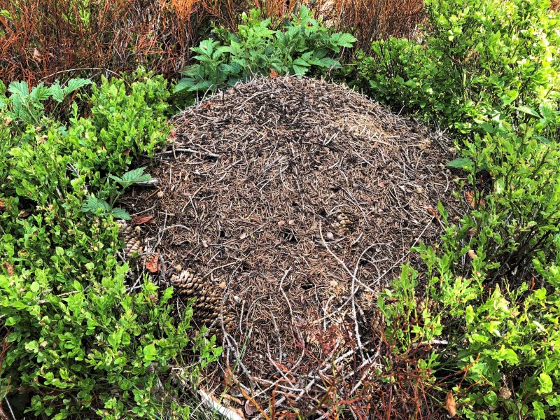 Flyer/Grafik zum Event: Kleine Superhelden des Waldes – Interaktive Ameisenführung am Sa., 23.08.2025 ab 10:00 Uhr