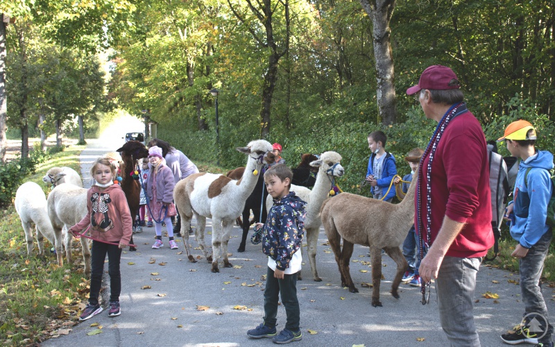 Prof. Jungnitsch erklärt den Kindern den Umgang mit Alpakas.