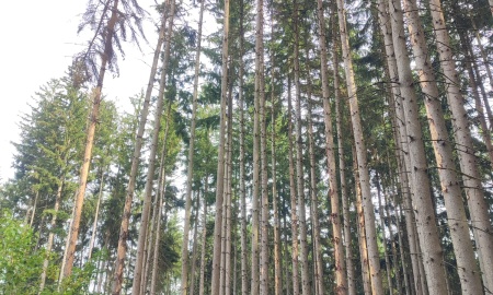 Borkenkäfersituation spitzt sich zu