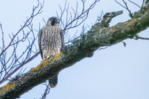 Wanderfalken bereiten sich auf Nachwuchs vor
