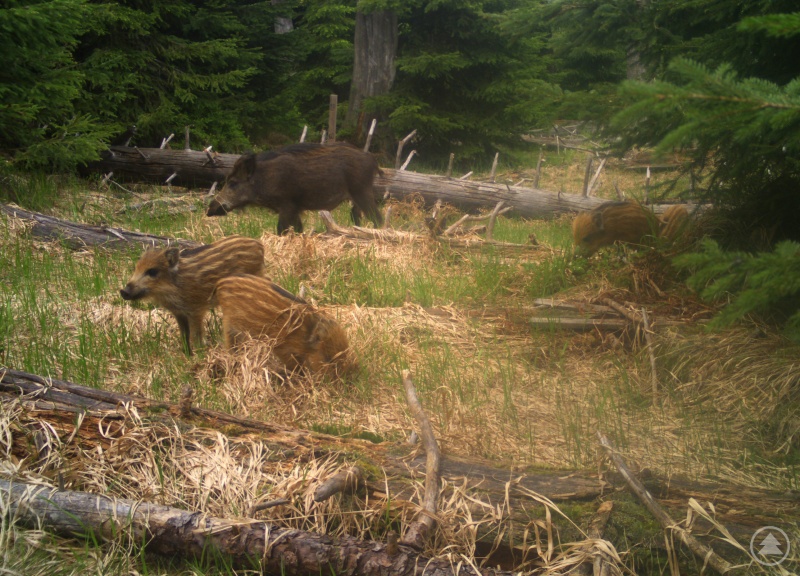 Das Bewegungsmuster von Wildschweinen wird im Nationalpark nicht nur mit Hals-Sendern erforscht, sondern auch mithilfe von automatisch auslösenden Wildtierkameras.