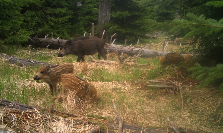 Besenderte Wildschweine liefern aufschlussreiche Daten