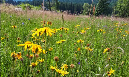 Start der wissenschaftlichen Vortragsreihe im Nationalpark Bayerischer Wald