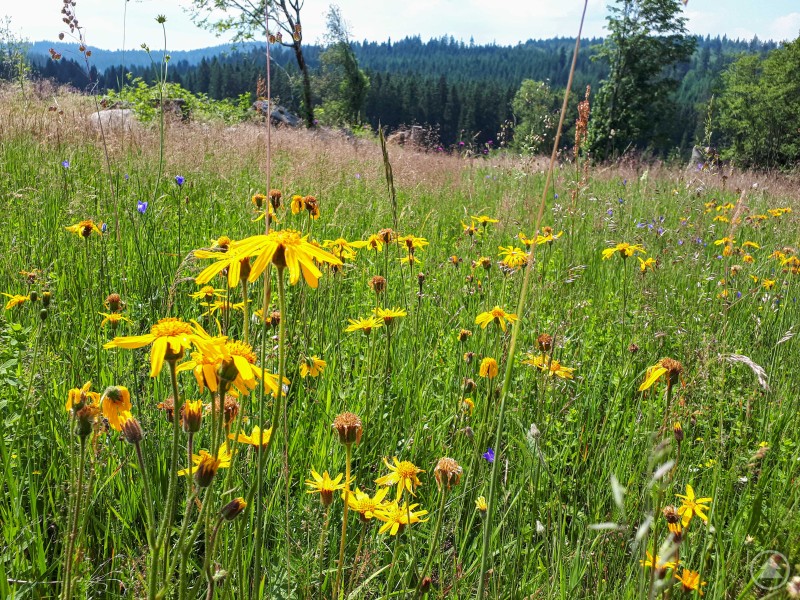 Die wissenschaftliche Vortragsreihe des Nationalparks Bayerischer Wald startet am 23. Oktober und widmet sich zu Beginn artenreichen Offenlandlebensräumen mit seltenen Arten wie der Echten Arnika. Blühende Wiese mit zahlreichen gelben Arnika-Blüten im Vordergrund. Im Hintergrund sind Wiesenkräuter, Bäume und die bewaldeten Hügel des Bayerischen Waldes zu sehen – ein sonniger Sommertag in der Natur.