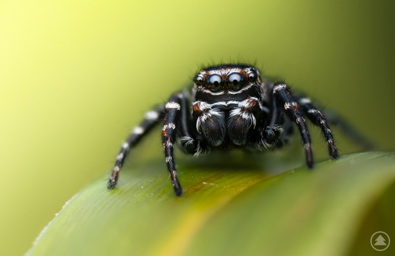 Oft gleich mehrere Weibchen bewachen die Spinnennester, die sich meist an Binsen oder Wollgräsern befinden. Schwarze Springspinne mit hellen Streifen sitzt auf einem grünen Blatt, die Kamera fokussiert frontal auf die Augen.