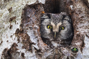 24 Naturerlebnisse bis Weihnachten
