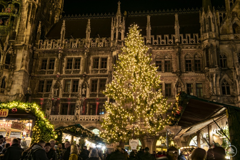 Prachtvoll leuchtet der Christbaum aus dem Landkreis Freyung-Grafenau vor dem Münchner Rathaus.
