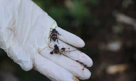 Am Aas tummelt sich das Leben