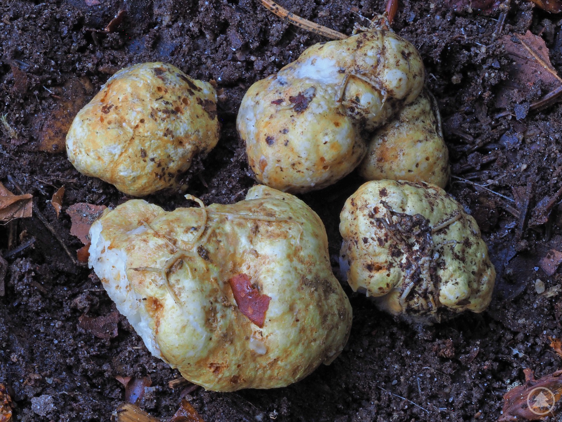 Der Honigwaben-Trüffel (Leucogaster nudus) wurde kürzlich erstmals im Bayerwald entdeckt. Und zwar als erst zweiter Nachweis im Freistaat.