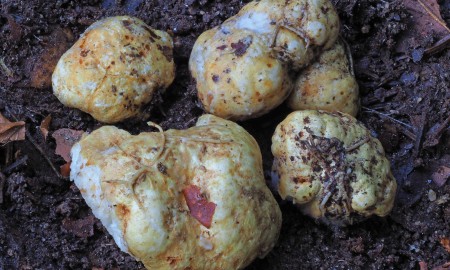 Trüffeln im Böhmerwald