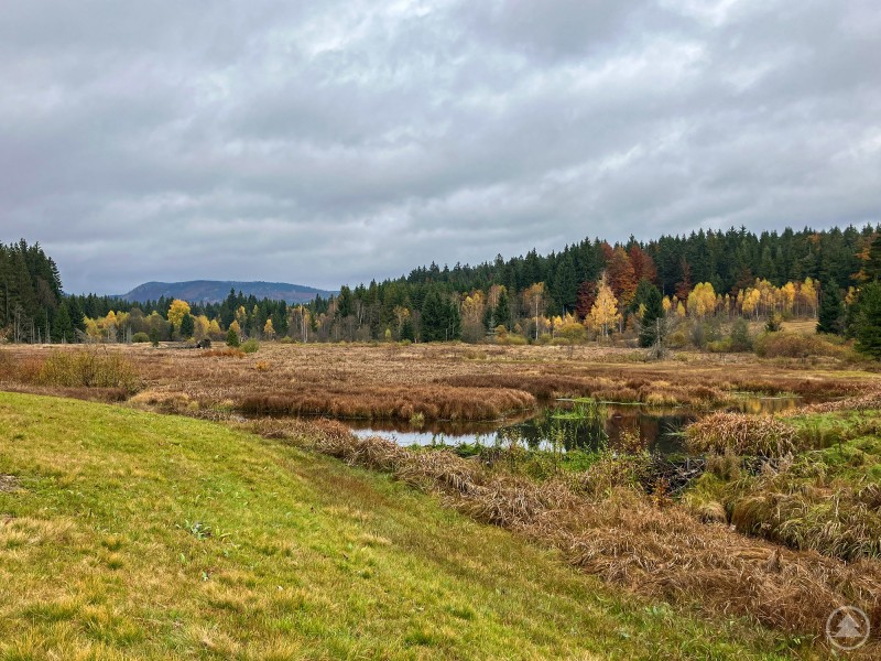 Herbstliche Moorlandschaft mit Grasflächen, Wasserlauf und buntem Mischwald im Hintergrund unter bewölktem Himmel.