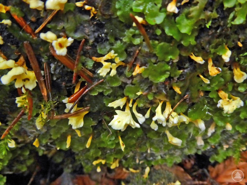 Der Gelbe Kreiselblätterpilz wurde zuletzt 1975 in Franken entdeckt, bis zum Nationalparkfund in diesem Jahr.