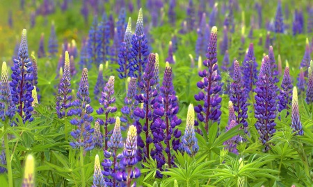 Frühjahrswetter für den Bayerwald