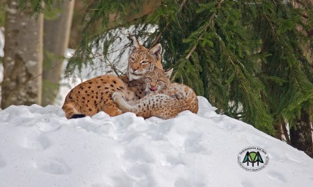 Wilder Adventskalender