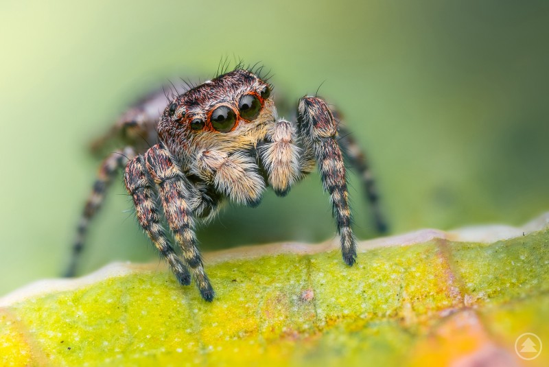 Nahaufnahme einer kleinen, pelzigen Springspinne mit leuchtend roten Augen auf einem grünen Blatt.