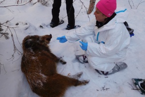 Afrikanische Schweinepest: Landratsamt Freyung-Grafenau probt für den Ernstfall