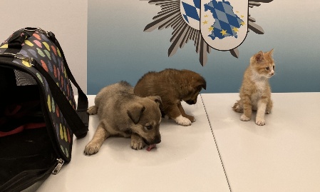 Zwei Hundewelpen und ein Katzenbaby sichergestellt