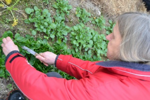 RegioMahl: Bioland-Gärtnerei Ursula Klöpper