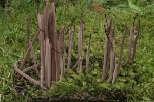 Diese Keulen sind extrem selten