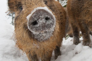 Wie Tiere und Pflanzen über den Winter kommen